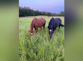 Heavy Warmblood, Mare, 13 years, 16,1 hh, Black