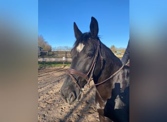 Heavy Warmblood, Mare, 13 years, 16,1 hh, Black