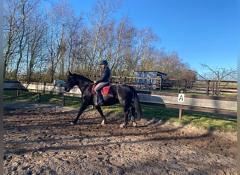 Heavy Warmblood, Mare, 13 years, 16,1 hh, Black