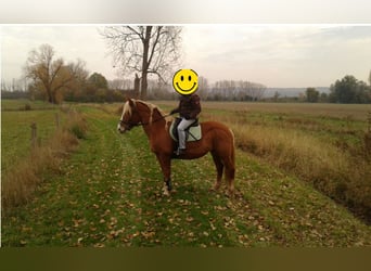 Heavy Warmblood, Mare, 13 years, 16 hh, Chestnut-Red