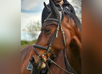 Heavy Warmblood, Mare, 14 years, 15,2 hh