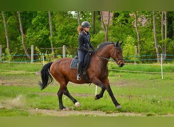Heavy Warmblood, Mare, 14 years, 15,2 hh