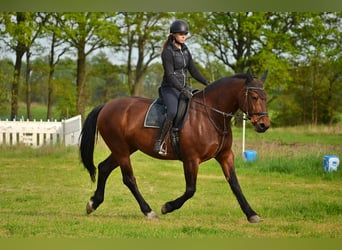 Heavy Warmblood, Mare, 14 years, 15,2 hh