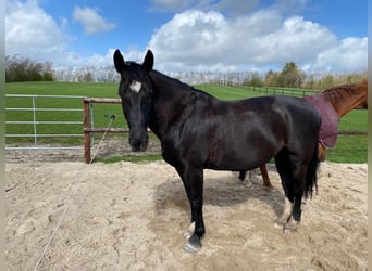 Heavy Warmblood, Mare, 14 years, 16,1 hh, Black