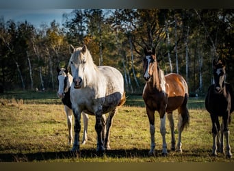 Heavy Warmblood, Mare, 14 years, 16 hh, Grey-Dapple