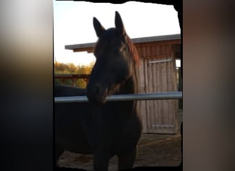 Heavy Warmblood, Mare, 15 years, 16.1 hh, Bay-Dark