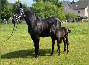 Heavy Warmblood, Mare, 15 years, 16 hh, Black