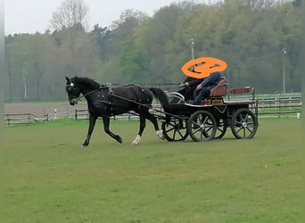 Heavy Warmblood, Mare, 15 years, 16 hh, Smoky-Black