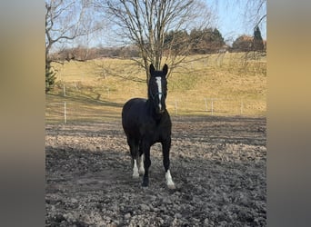 Heavy Warmblood, Mare, 16 years, 16 hh, Black