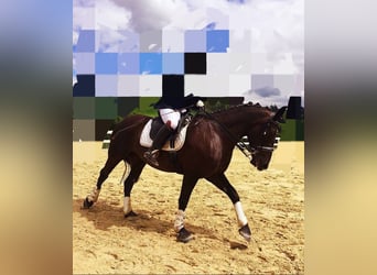 Heavy Warmblood Mix, Mare, 17 years, 15.2 hh, Black