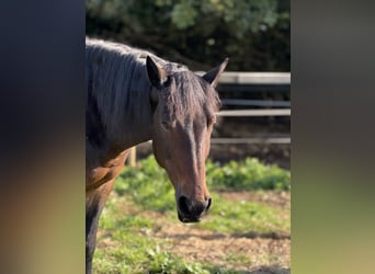 Heavy Warmblood Mix, Mare, 18 years, 14.2 hh, Brown