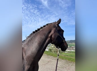 Heavy Warmblood, Mare, 18 years, 15.2 hh, Bay-Dark