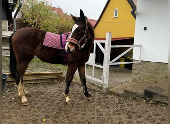 Heavy Warmblood, Mare, 1 year, 14,2 hh, Bay-Dark