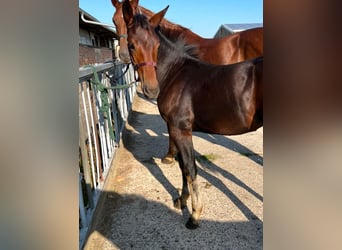 Heavy Warmblood, Mare, 1 year, 16,1 hh, Bay-Dark