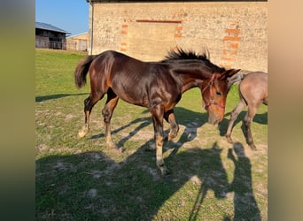 Heavy Warmblood, Mare, 1 year, 16,1 hh, Bay-Dark