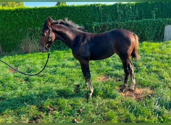 Heavy Warmblood, Mare, 1 year, 16,1 hh, Bay-Dark