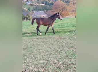 Heavy Warmblood, Mare, 1 year, Bay-Dark