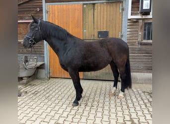 Heavy Warmblood, Mare, 20 years, 15,3 hh, Black