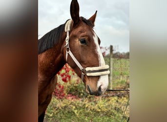 Heavy Warmblood, Mare, 2 years, 16,2 hh, Brown