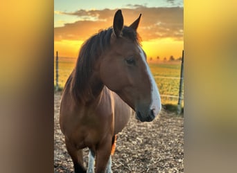 Heavy Warmblood, Mare, 2 years, 16,2 hh, Brown