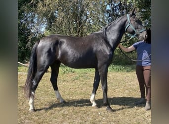 Heavy Warmblood, Mare, 3 years, 15,2 hh, Black