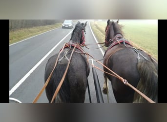 Heavy Warmblood, Mare, 3 years, 15,2 hh, Gray