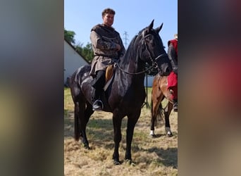 Heavy Warmblood, Mare, 3 years, 15,2 hh, Black