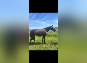 Heavy Warmblood, Mare, 3 years, 15,2 hh, Brown