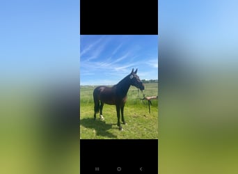 Heavy Warmblood, Mare, 3 years, 15,2 hh, Brown