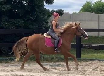 Heavy Warmblood, Mare, 3 years, 15,2 hh, Chestnut-Red