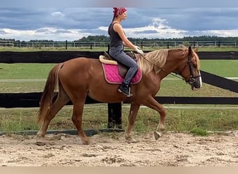 Heavy Warmblood, Mare, 3 years, 15,2 hh, Chestnut-Red