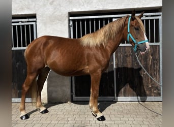 Heavy Warmblood, Mare, 3 years, 15,2 hh, Chestnut-Red