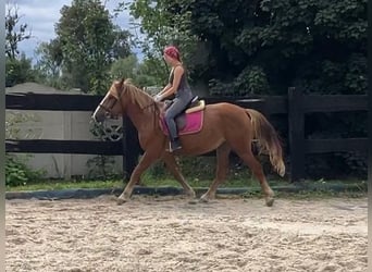Heavy Warmblood, Mare, 3 years, 15,2 hh, Chestnut-Red