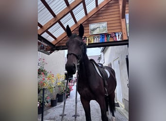 Heavy Warmblood, Mare, 3 years, 16.1 hh, Brown