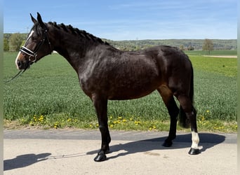 Heavy Warmblood, Mare, 3 years, 16 hh, Bay-Dark