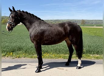 Heavy Warmblood, Mare, 3 years, 16 hh, Bay-Dark