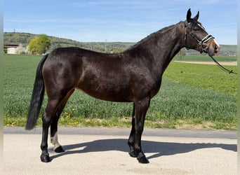 Heavy Warmblood, Mare, 3 years, 16 hh, Bay-Dark