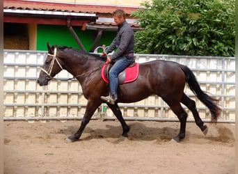 Heavy Warmblood, Mare, 3 years, 16 hh, Black