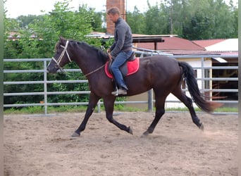 Heavy Warmblood, Mare, 3 years, 16 hh, Black