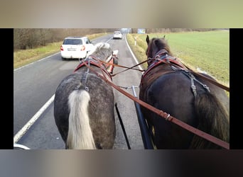 Heavy Warmblood, Mare, 3 years, 16 hh, Gray