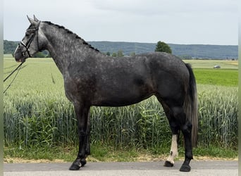 Heavy Warmblood Mix, Mare, 3 years, 16 hh, Grey-Dapple