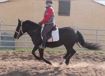 Heavy Warmblood, Mare, 4 years, 15.1 hh, Black