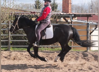 Heavy Warmblood, Mare, 4 years, 15.1 hh, Black