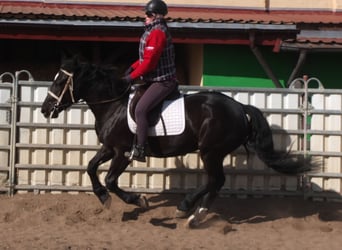 Heavy Warmblood, Mare, 4 years, 15.1 hh, Black