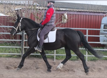 Heavy Warmblood, Mare, 4 years, 15.1 hh, Black