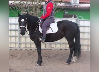 Heavy Warmblood, Mare, 4 years, 15.1 hh, Black