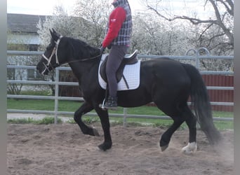 Heavy Warmblood, Mare, 4 years, 15.1 hh, Black