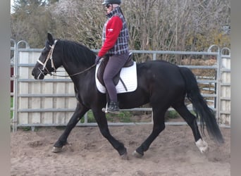 Heavy Warmblood, Mare, 4 years, 15.1 hh, Black