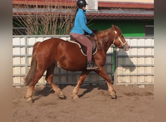 Heavy Warmblood Mix, Mare, 4 years, 15,1 hh, Chestnut-Red