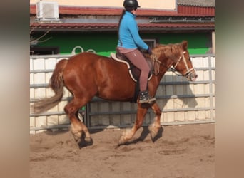 Heavy Warmblood Mix, Mare, 4 years, 15,1 hh, Chestnut-Red